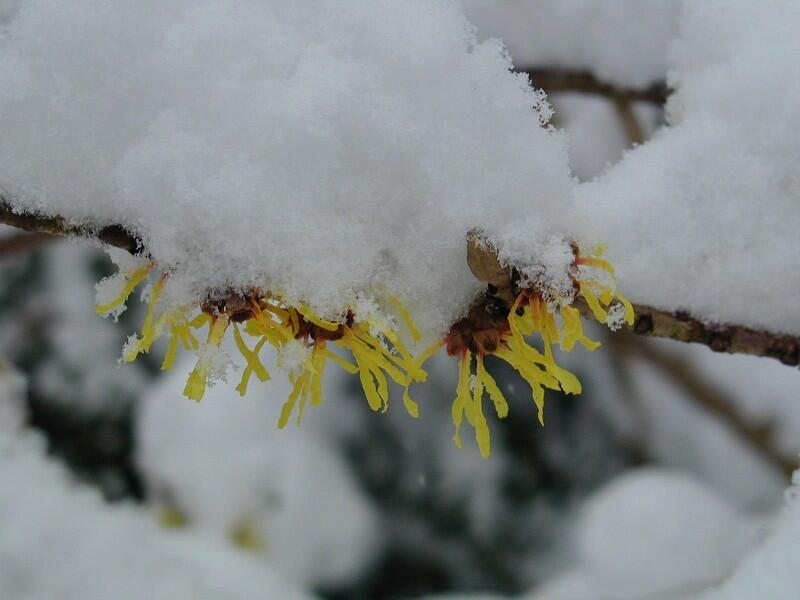 Hamamelis