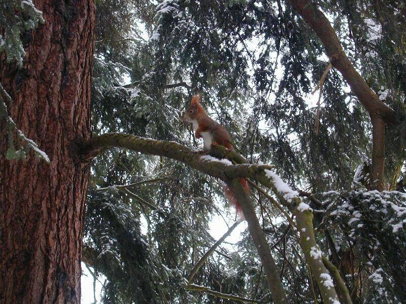 Eichhörnchen