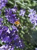 Hummel