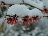 Hamamelis