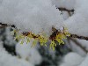 Hamamelis